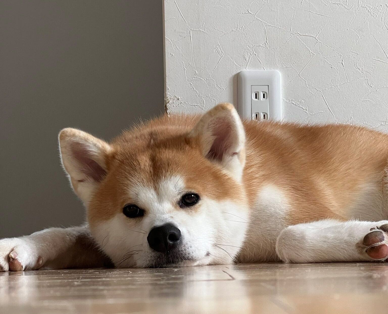 見つめるきなこちゃん