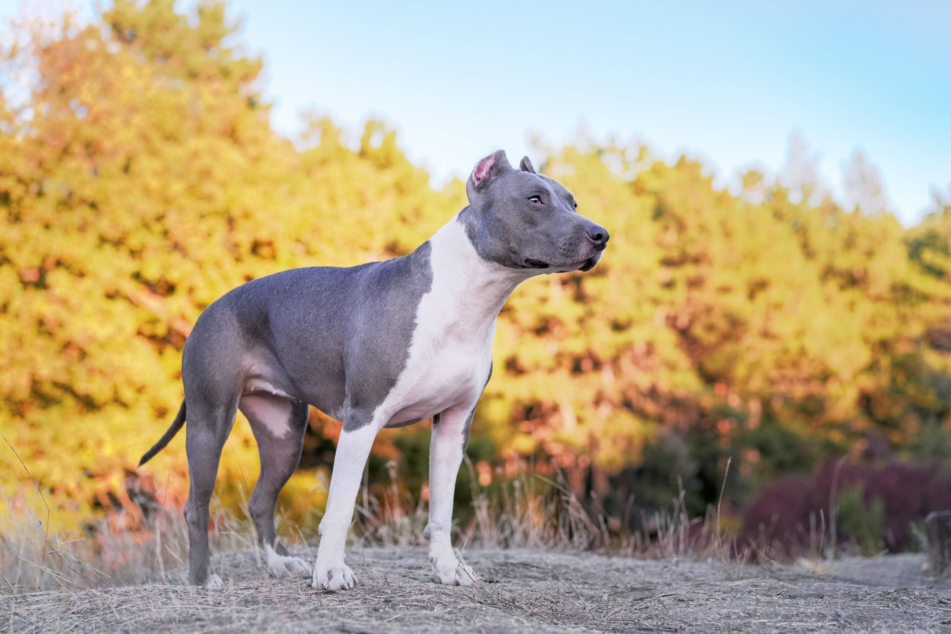 スタッフィー様確認用 みんなの犬図鑑 - スタッフォードシャーブルテリア(スタッフィー)