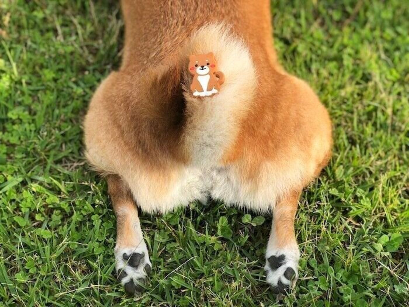 虫が怖い柴犬マロたんにお散歩時の虫よけ対策 でもいつも通り塩対応なマロたんです いぬのきもちweb Magazine 虫が怖い柴犬マロたんにお散歩時の虫よけ対策 でもいつも通り塩対応なマロたんです いぬのきもちweb Magazine