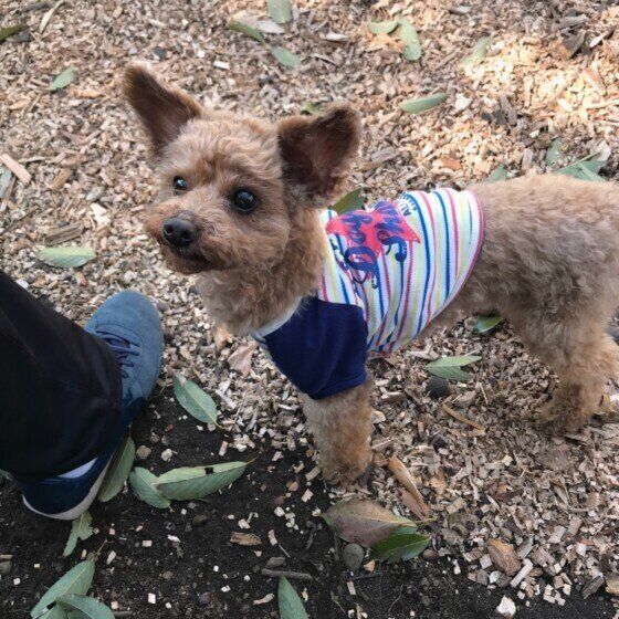 耳が立ったトイ・プードル