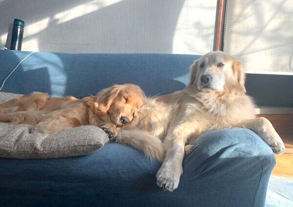 ソファでまったりするノアちゃんとアリーちゃん