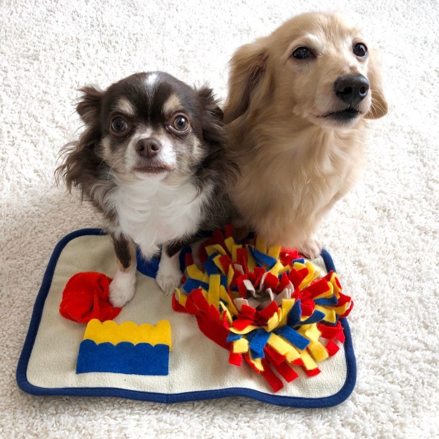 犬の好奇心を満たすおもちゃ 遊びで ストレスを発散させてあげよう いぬのきもちweb Magazine 犬の好奇心を満たすおもちゃ 遊びで ストレスを発散させてあげよう いぬのきもちweb Magazine