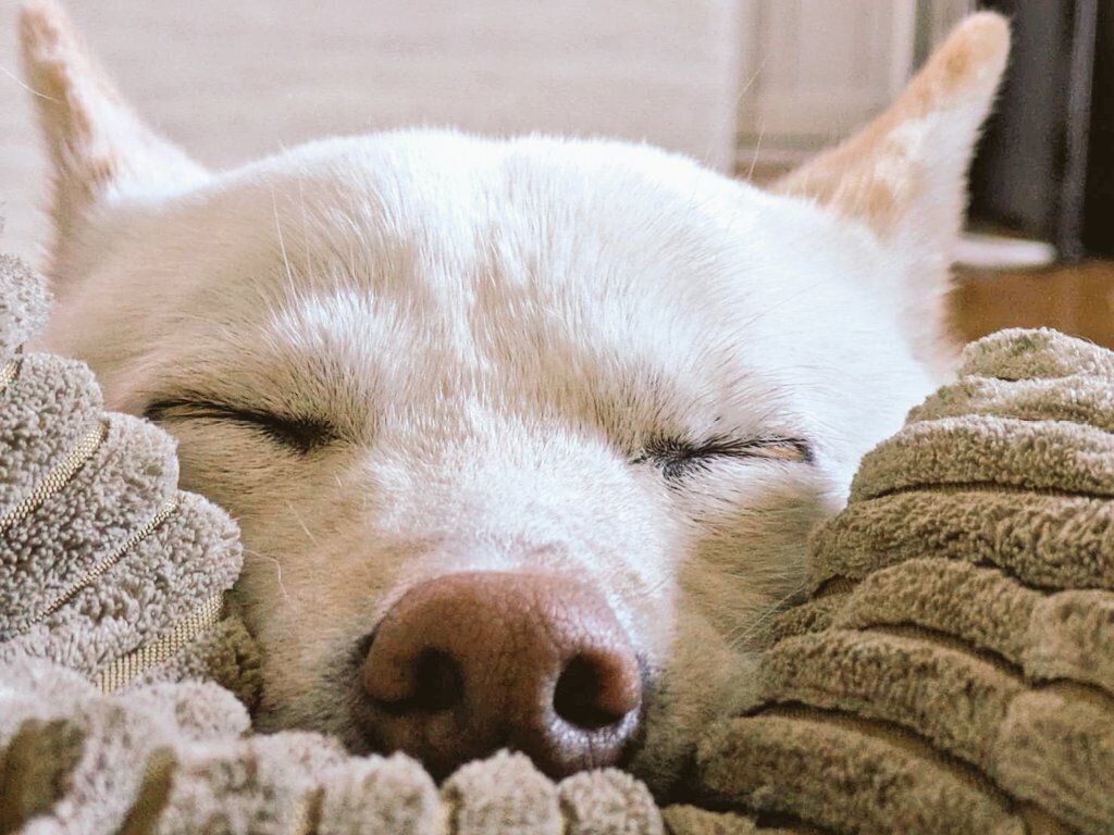 可愛い寝顔をするまんまるくん