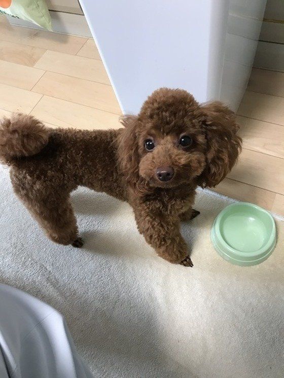 トイ・プードルのマリンちゃん「ごはんちょーだい♪」