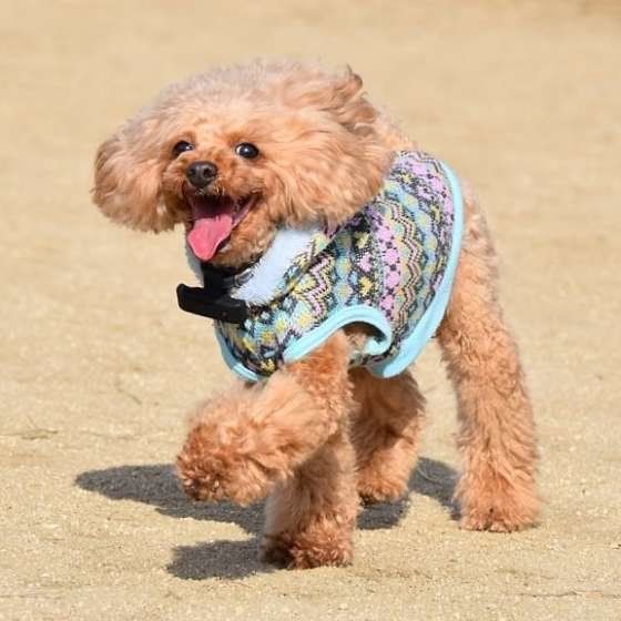 トイ・プードル