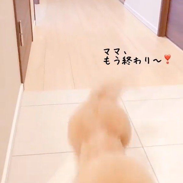 だるまさんがころんだで遊ぶトイ・プードル