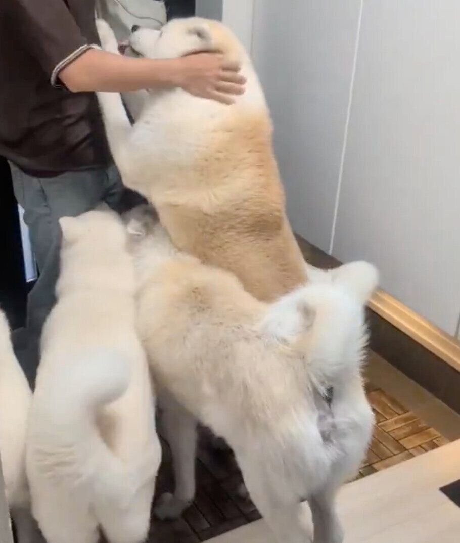 帰省した長男のもとに集まる愛犬たち