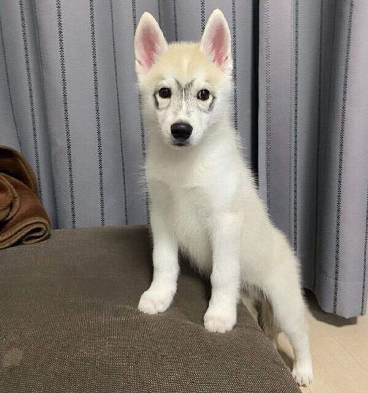 メガネ模様 がカワイイ生後3カ月のハスキーが半年後には 大人っぽい雰囲気に激変 いぬのきもちweb Magazine メガネ模様 がカワイイ生後3カ月のハスキーが半年後には 大人っぽい雰囲気に激変 いぬのきもちweb Magazine