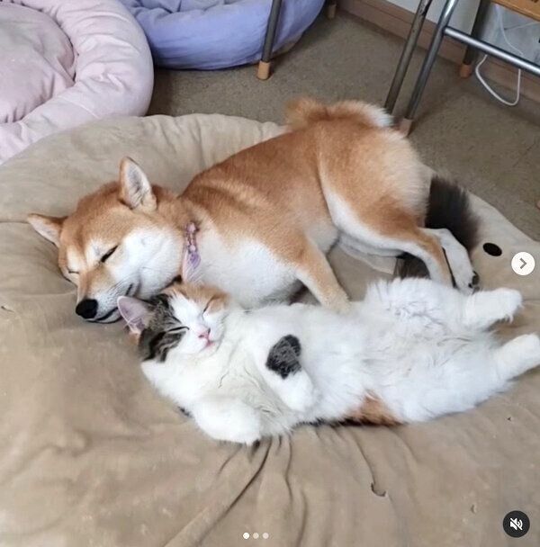 仲良く眠るサラちゃんとルナちゃん