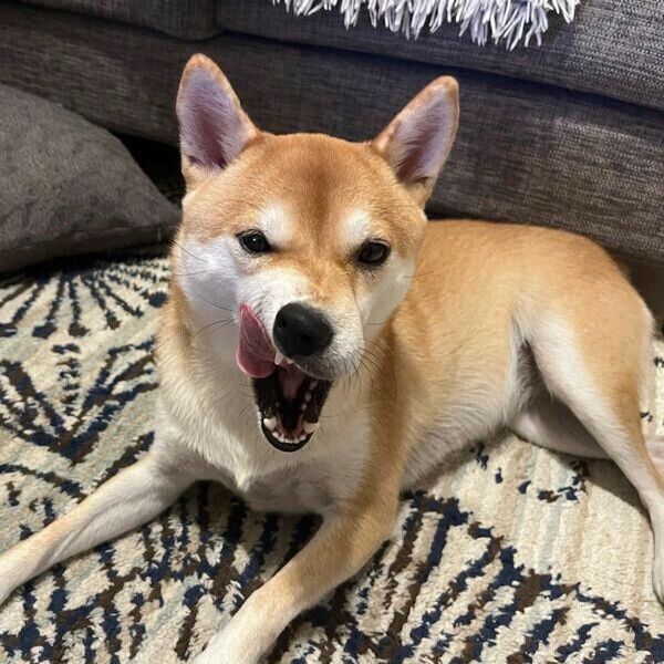 極悪な顔になるきなこちゃん