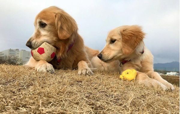 動きがシンクロするゴールデン・レトリーバー