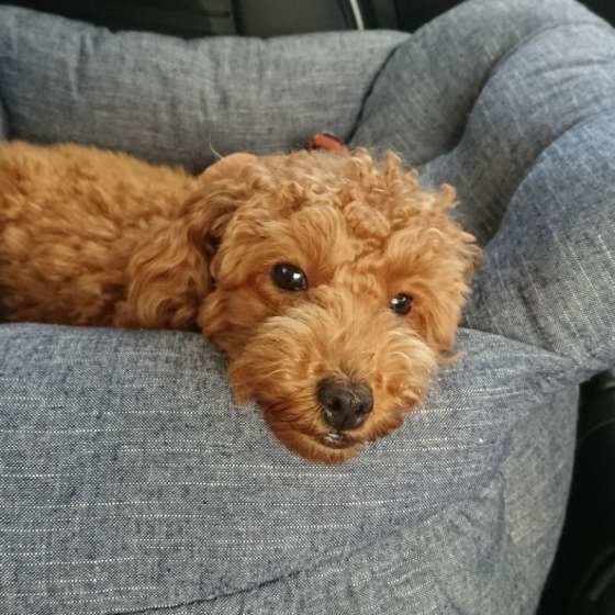 くつろぐトイ・プードル