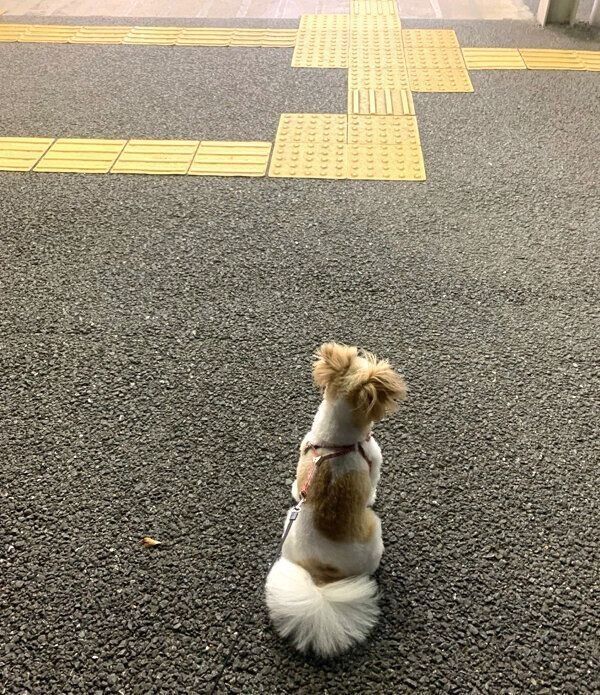 駅で家族の帰りを待つぽん酢ちゃん