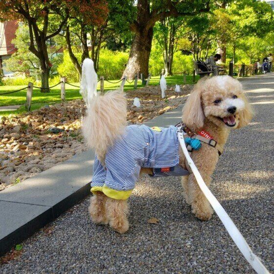 トイ・プードルのハービーちゃんのごきげん