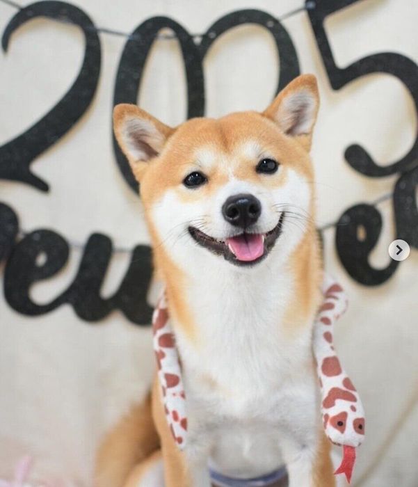 笑顔が可愛いこまくん