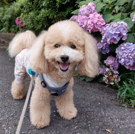 ナメクジやカタツムリは犬に有害？ 駆除剤の誤飲にも注意！ いぬのきもち