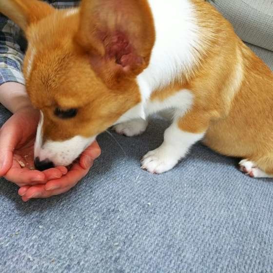おやつを食べるコーギー