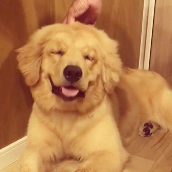 サークルに入りたくないゴールデン・レトリーバー