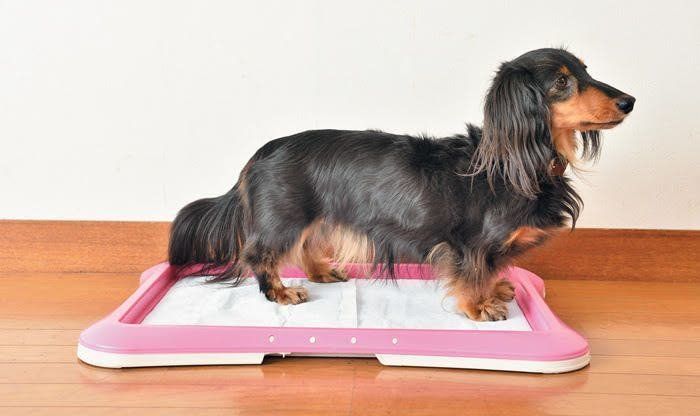 ダックスフンド