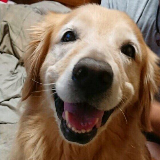 耳に血が溜まってパンパンに？ 犬の耳血腫の原因と治療法 いぬのきもち