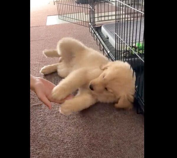 ふにゃふにゃしていて「オテ」「オカワリ」ができないむぎくん