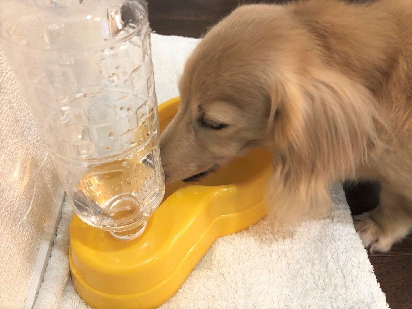 ダイソーの ペット室内用自動給水器 その実力は 愛犬に使ってみた いぬのきもちweb Magazine ダイソーの ペット室内用自動給水器 その実力は 愛犬に使ってみた いぬのきもちweb Magazine