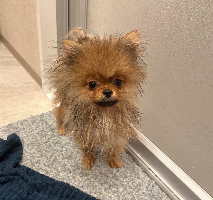 生後5カ月のころのミルモくん