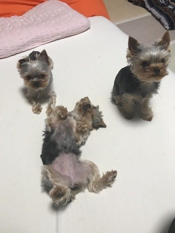 お腹を見せているヨークシャーテリア