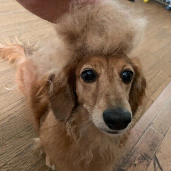 ミニチュア・ダックスフンドのうなちゃん