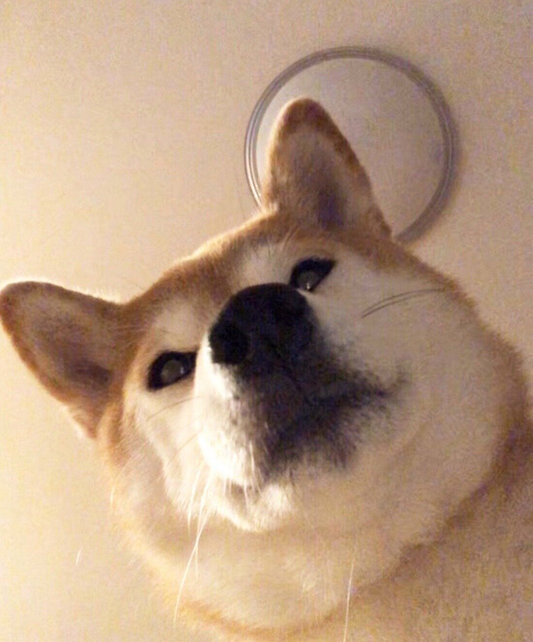 飼い主さんのことを監視するももちゃん