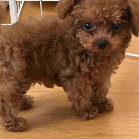 立ち止まるトイ・プードルの男の子