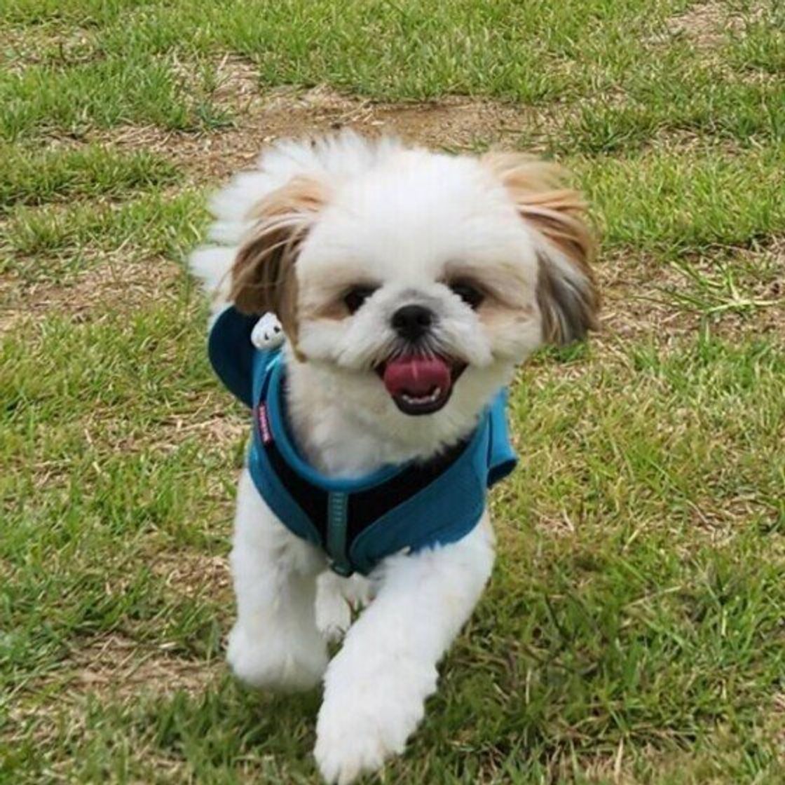 犬のリンパ腫とは 症状や治療について いぬのきもちweb Magazine 犬のリンパ腫とは 症状や治療について いぬのきもちweb Magazine