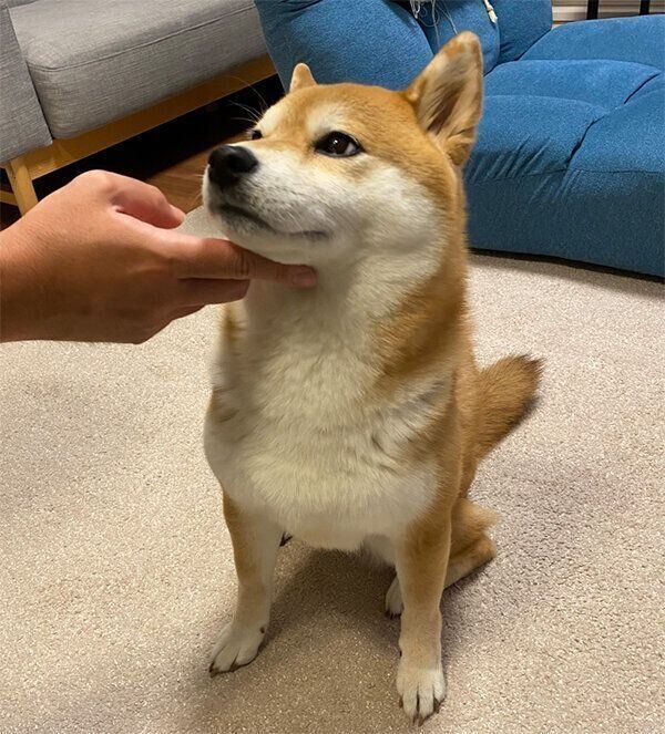 冷めた目をするひるねちゃん