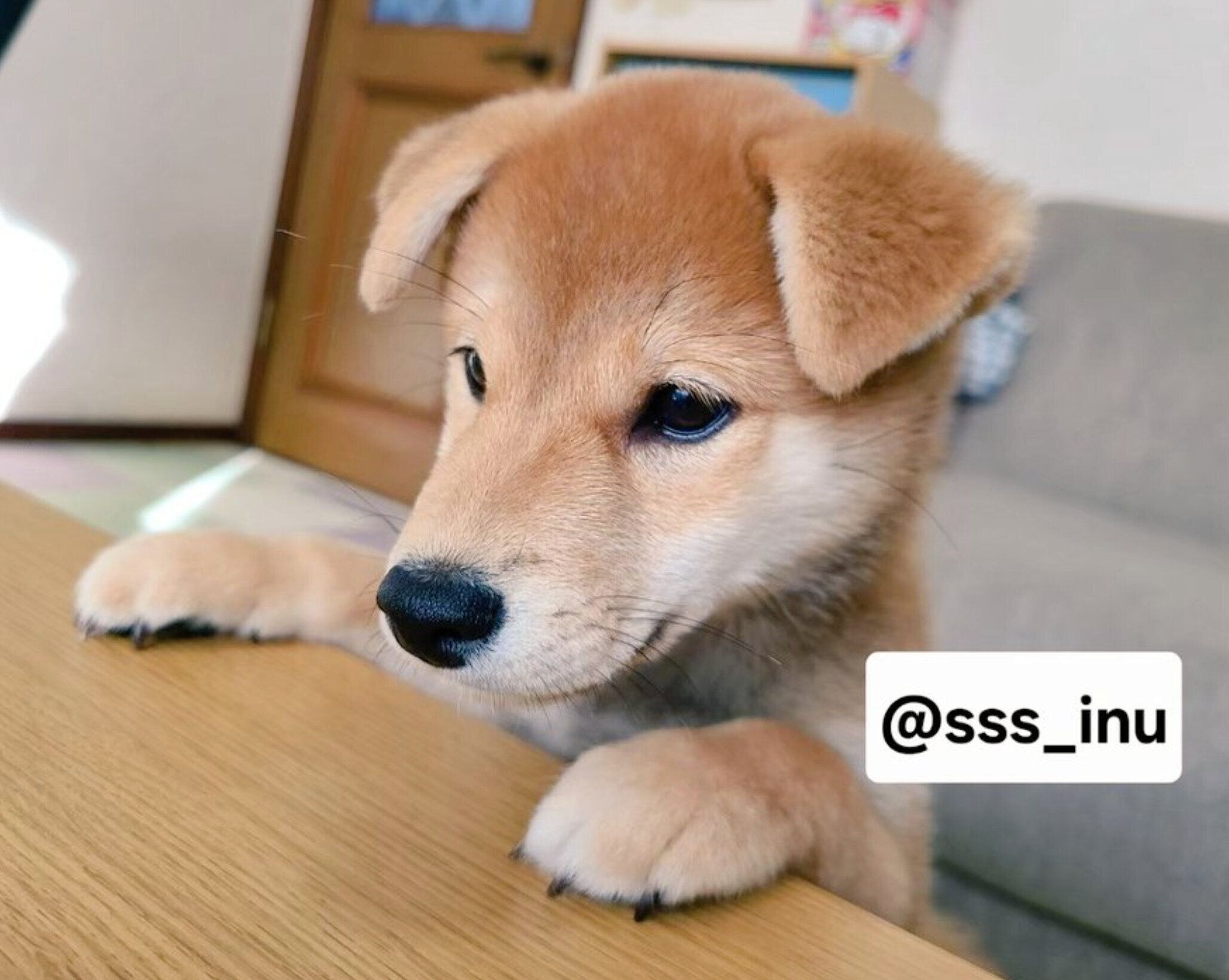 生後2カ月半のころに撮影した麦くん