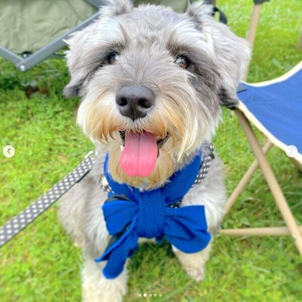 笑顔のエルモくん