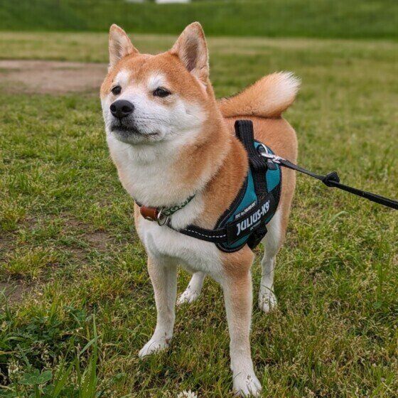 散歩から帰りたくなさそうな柴犬