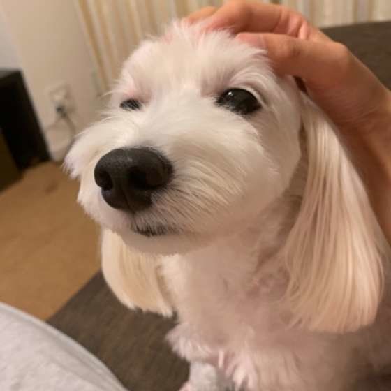 なでなでされている犬