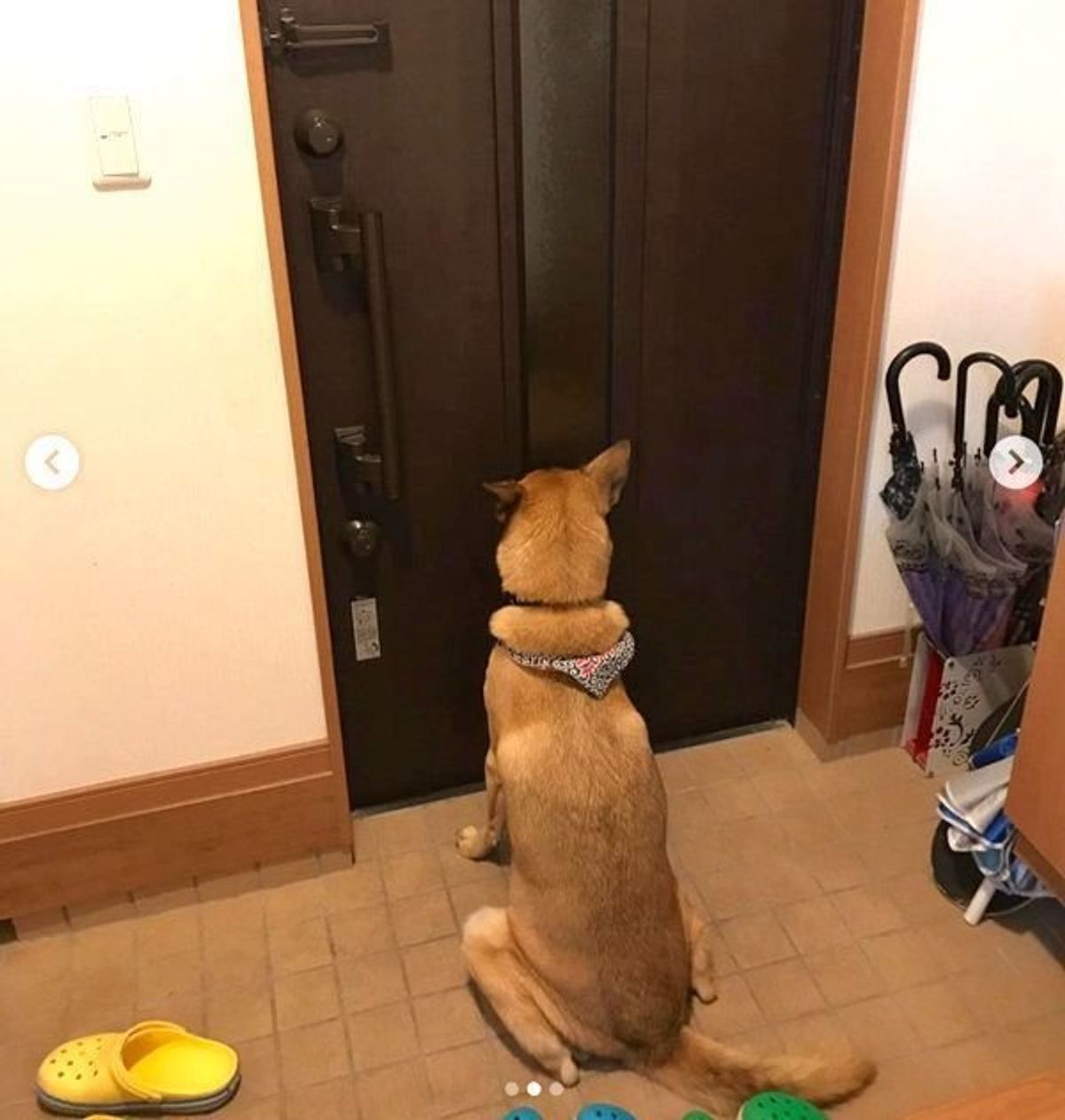 飼い主の帰宅を待つワンコ あなたの愛犬も今頃こんな風に待ってるかも いぬのきもちweb Magazine 飼い主の帰宅を待つワンコ あなたの愛犬も今頃こんな風に待ってるかも いぬのきもちweb Magazine