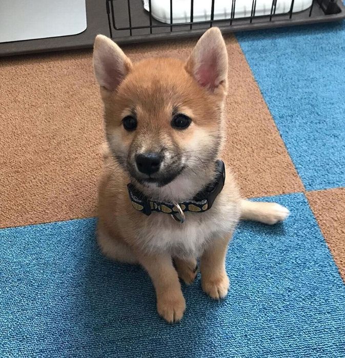 子犬時代のあんこちゃん