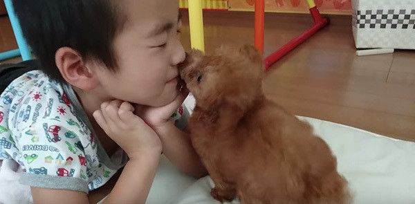 坊やとトイ・プードル