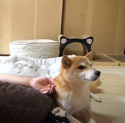 柴犬　ハナちゃん