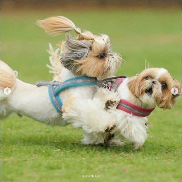 アタックワンコ