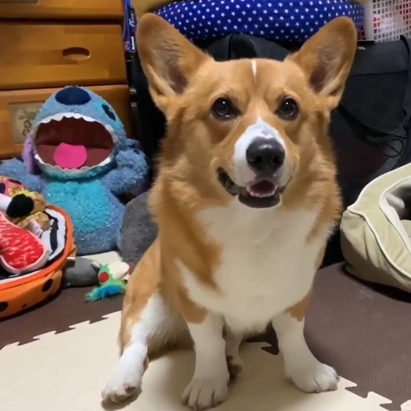 愛想笑い その目的はオヤツだった コーギーの表情の豊かさに癒される いぬのきもちweb Magazine 愛想笑い その目的はオヤツだった コーギーの表情の豊かさに癒される いぬのきもちweb Magazine