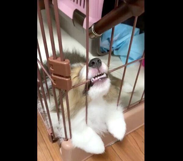 お水を飲んでそのまま寝てしまったリリーちゃん