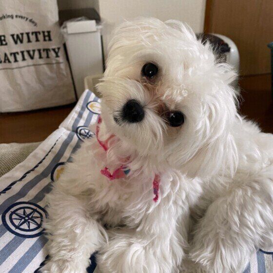 ガブペロ 鼻フンッ どういう意味 犬がするしぐさの理由 いぬのきもちweb Magazine