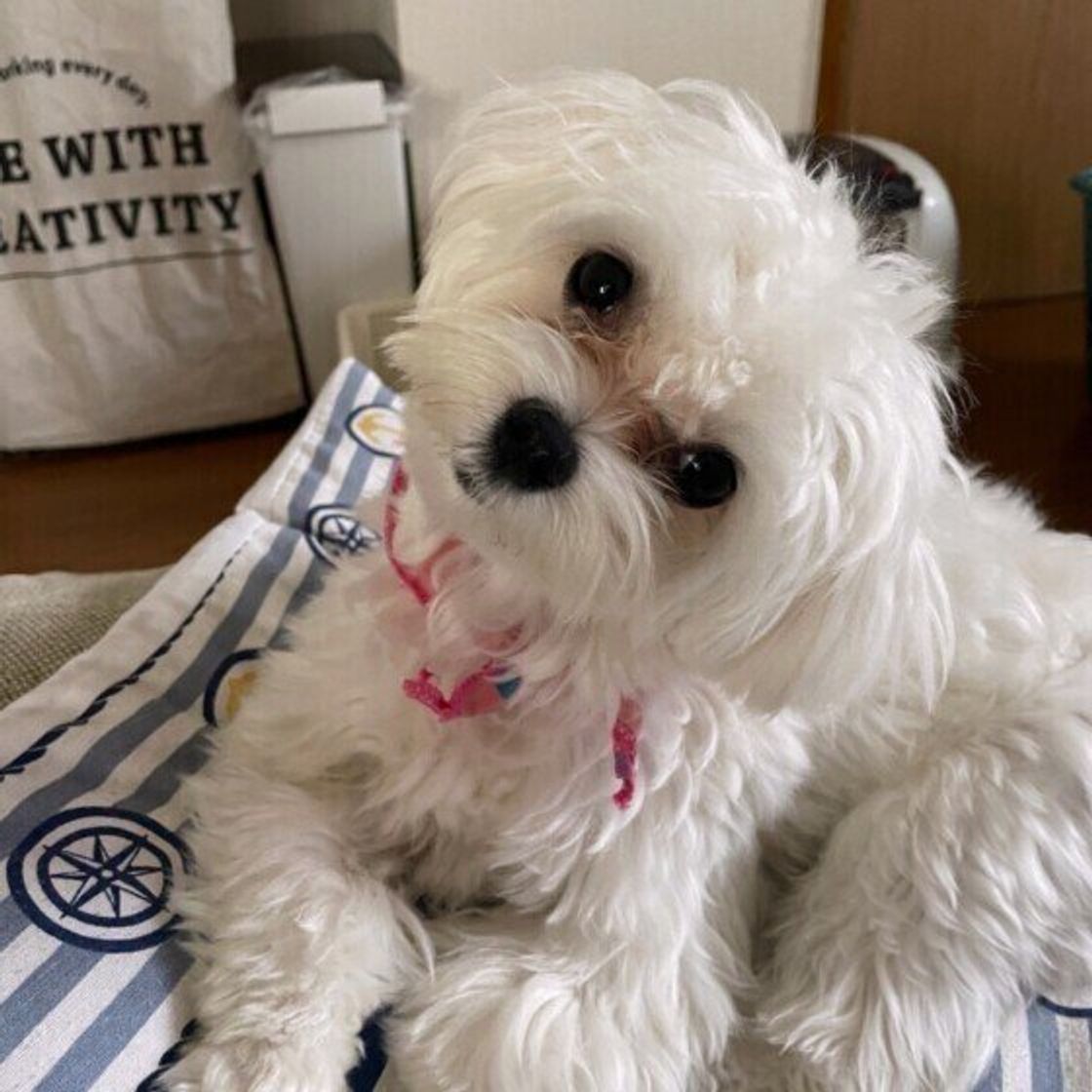 ガブペロ 鼻フンッ どういう意味 犬がするしぐさの理由 いぬのきもちweb Magazine ガブペロ 鼻フンッ どういう意味 犬がするしぐさの理由 いぬのきもちweb Magazine