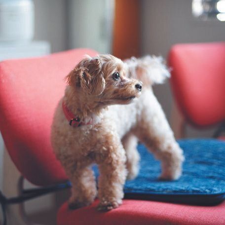 Mさんが目を細めて「あざと〝女子〞なんです（笑）」と言うメルちゃんは、ミルクくんの若さの秘訣でもあります