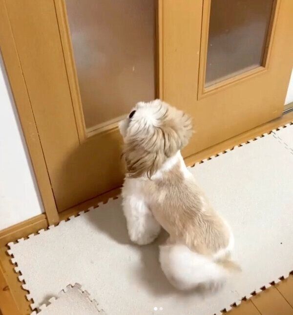 帰宅した飼い主さんを出迎えるつぶちゃん