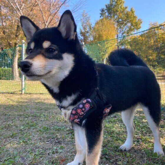 柴のらんちゃん