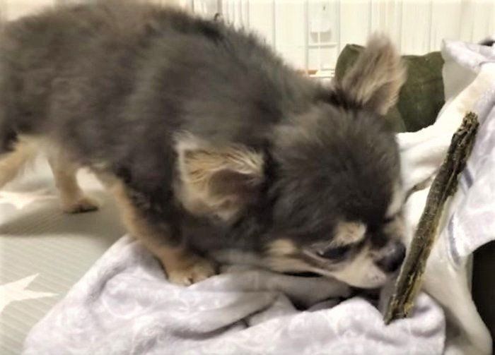 ホリホリするチワワ